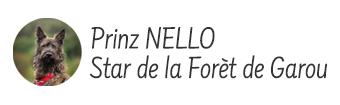 Prinz NELLO Star de la Forèt de Garou